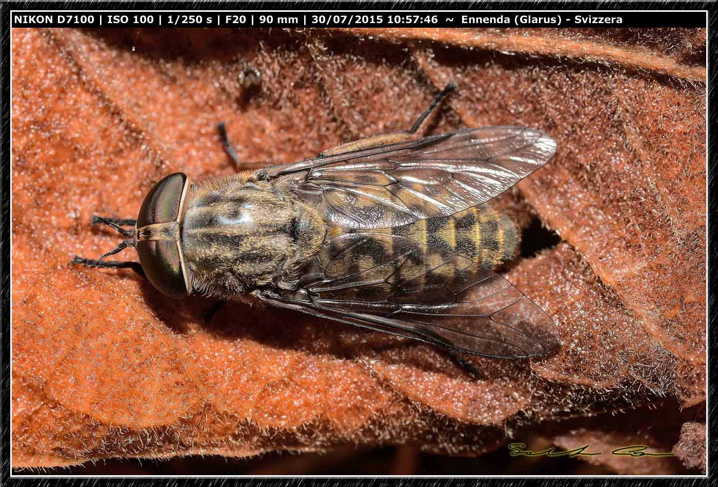 Tabanus bromius (Tabanidae)